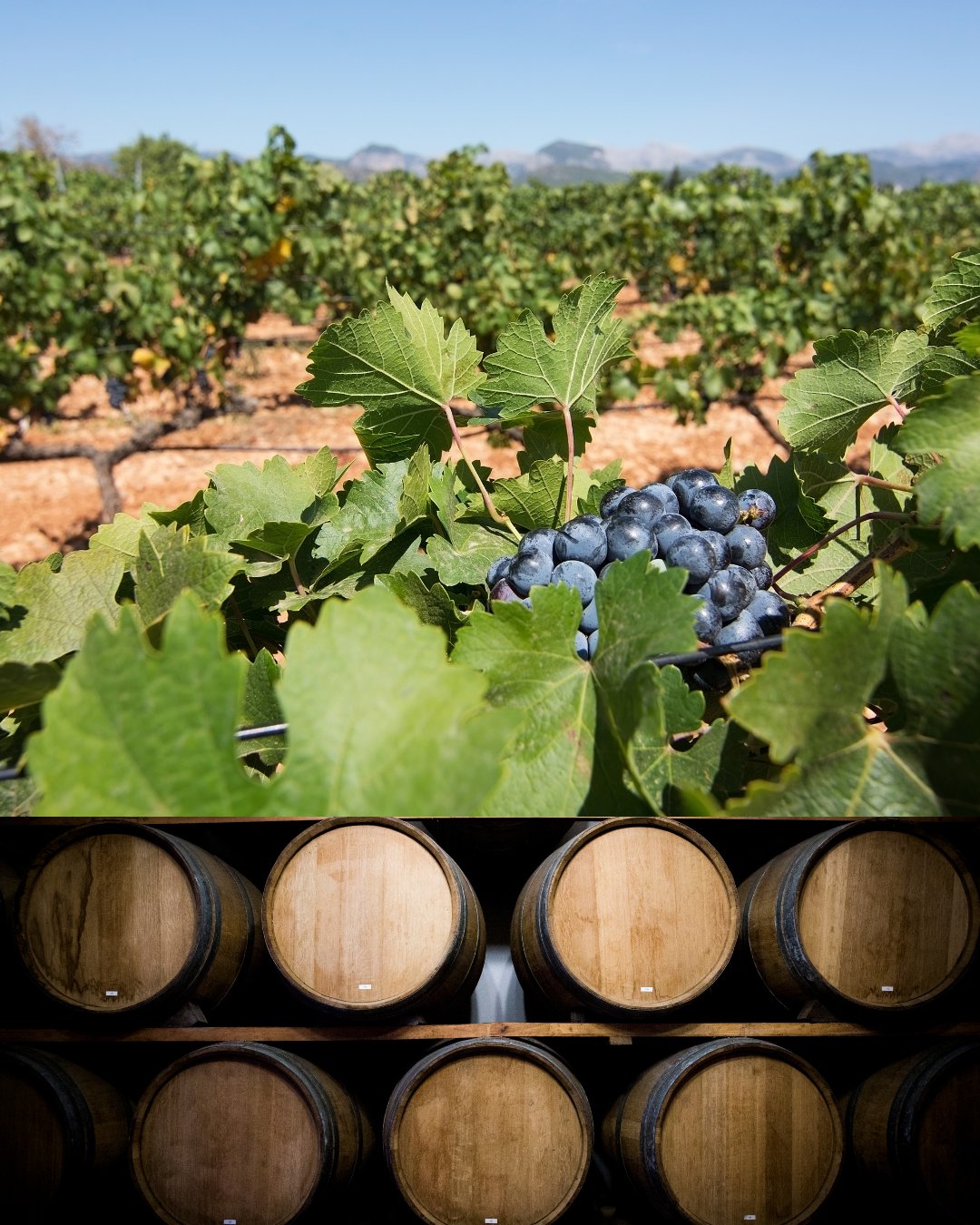 visita-bodegas-en-mallorca-con-mallorca-premium-tours